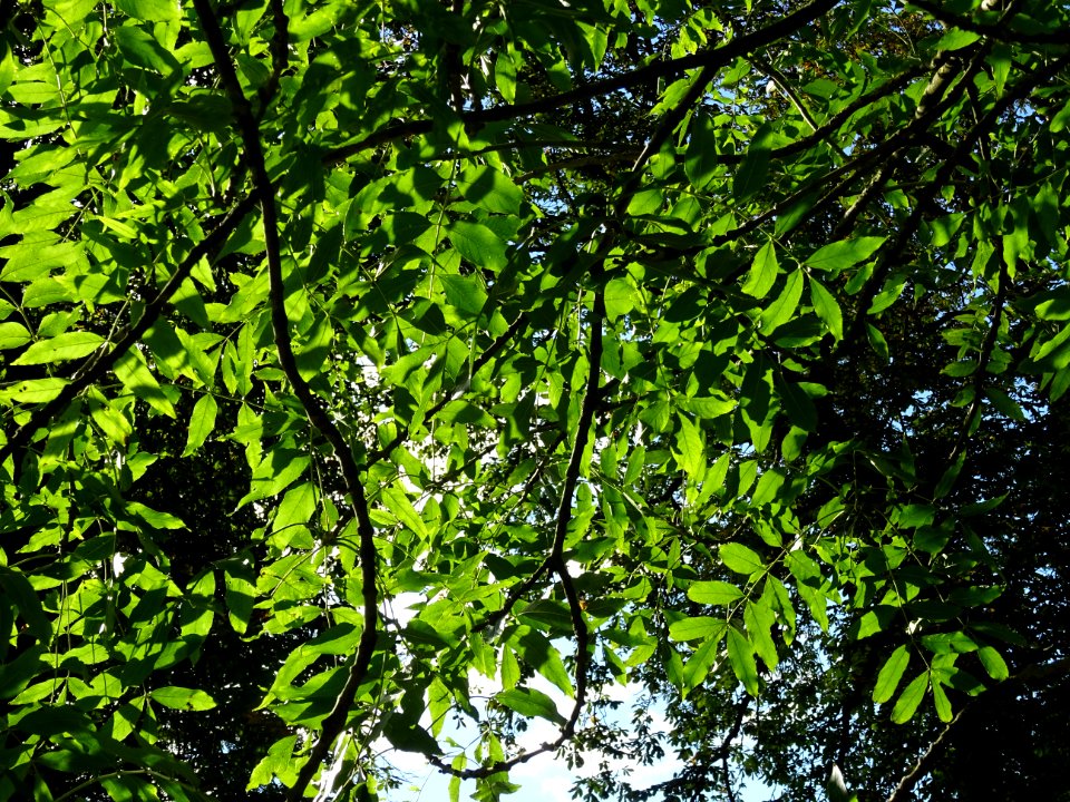 Frêne commun, Fraxinus excelsior, Oléacées, Arboretum de C… 