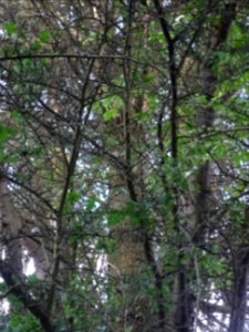 Tronc et branches du Cèdre de l'Atlas fastigié, Cedrus atl… 