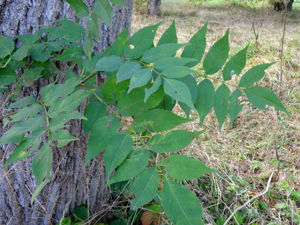Frêne commun, Fraxinus excelsior, Oléacées, Arboretum de C… 