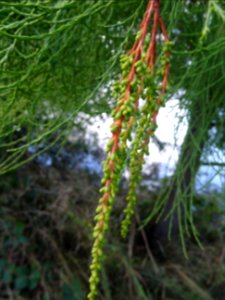 Cyprès chauve des marécages, Taxodium distichum, Taxodiacé… 