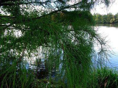 Cyprès chauve des marécages, Taxodium distichum, Taxodiacé… 