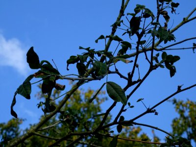 Cytise hybride, Hybride entre Laburnum anagyroïdes et Cham… 