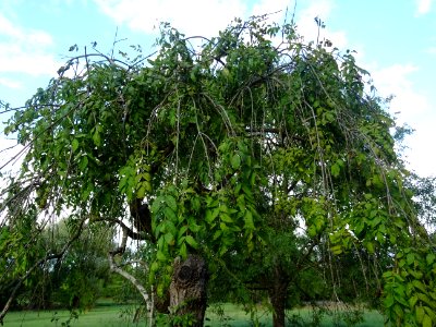 Frêne commun pleureur, Fraxinus excelsior Pendula, Oléacée… 