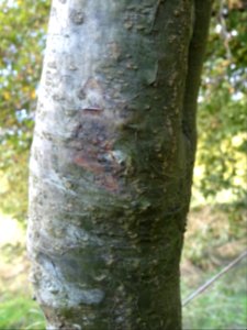 Ecorce du Cytise hybride, Hybride entre Laburnum anagyroïd… 
