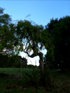 Frêne commun pleureur, Fraxinus excelsior Pendula, Oléacée… 