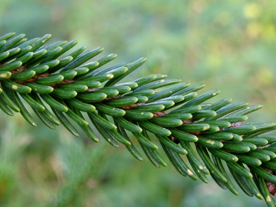 Epicea d'Orient vert-noir, Picea orientalis Atrovirens, Pi… 