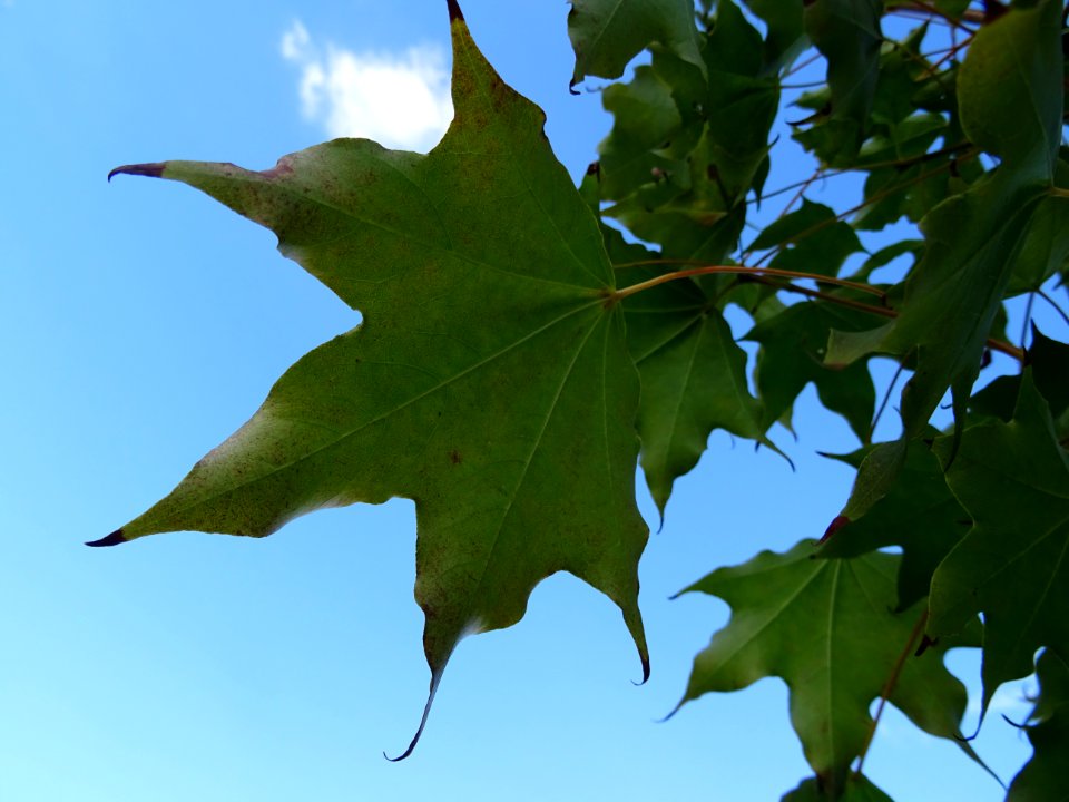 Erable de Cappadoce doré, Acer cappadocicum Aureum, Acérac… 