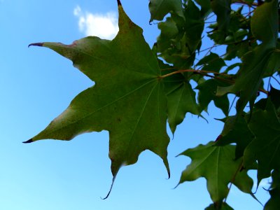 Erable de Cappadoce doré, Acer cappadocicum Aureum, Acérac… 