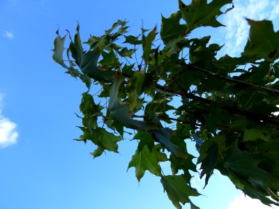 Erable de Cappadoce doré, Acer cappadocicum Aureum, Acérac… 