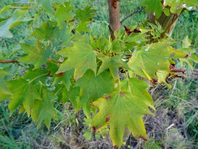 Erable de Cappadoce doré, Acer cappadocicum Aureum, Acérac… 