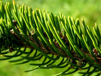 Picea aurantiaca, Picea aurantiaca, Pinacées, Arboretum de… 