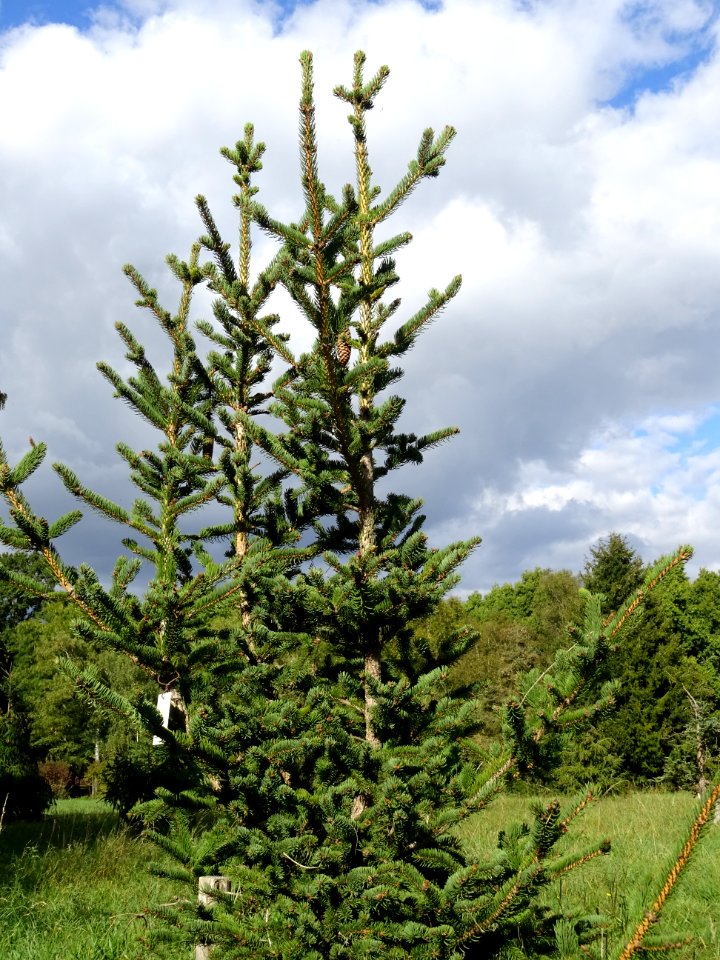 Picea aurantiaca, Picea aurantiaca, Pinacées, Arboretum de… 