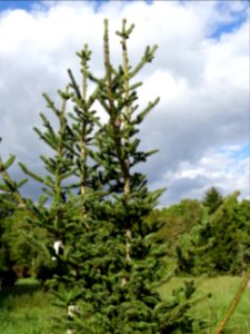 Picea aurantiaca, Picea aurantiaca, Pinacées, Arboretum de… 