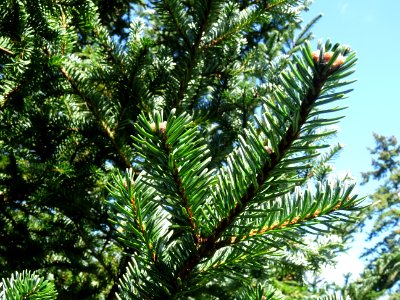 Sapin de Delavay, Abies delavayi, Pinacées, Arboretum de C… 