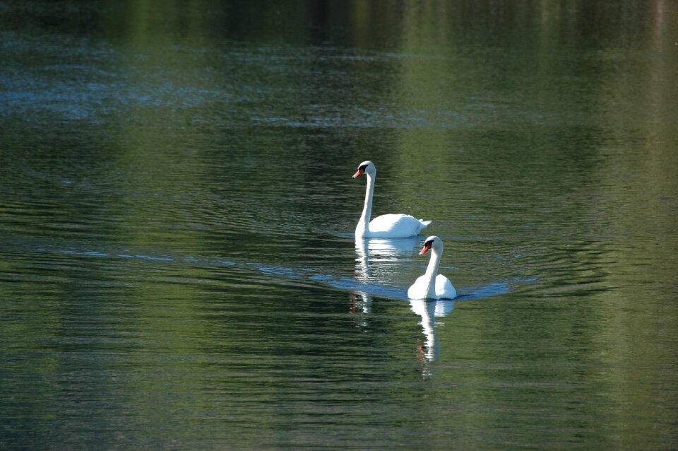 Pond outdoors waterfowl