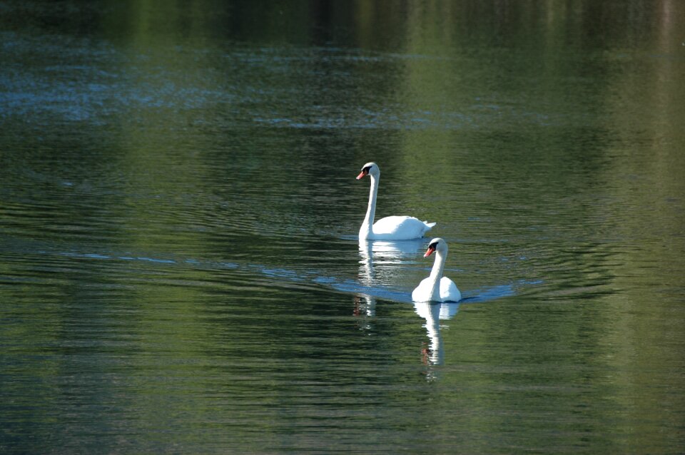 Pond outdoors waterfowl photo