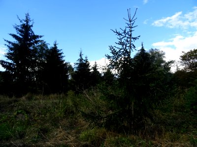 Epicea d'Orient vert-noir, Picea orientalis Atrovirens, Pi… 