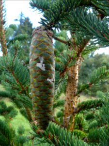 Cône du Picea aurantiaca, Picea aurantiaca, Pinacées, Arbo… 