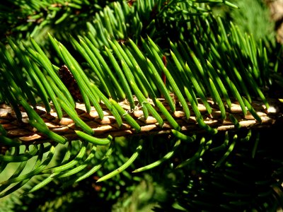 Picea aurantiaca, Picea aurantiaca, Pinacées, Arboretum de… 