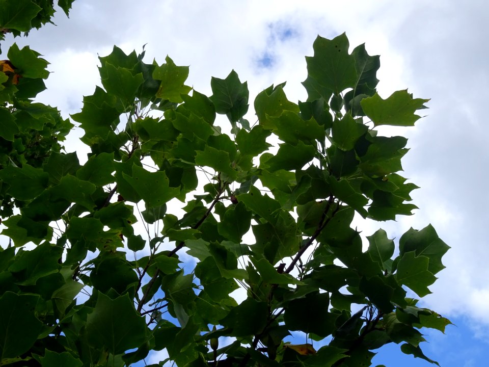 Tulipier de Virginie fastigié, Liriodendron tulipifera 'Fa… 