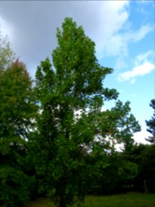 Tulipier de Virginie fastigié, Liriodendron tulipifera 'Fa… 