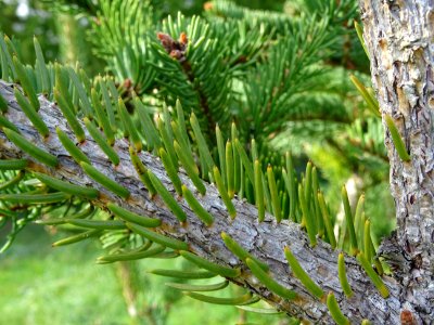 Picea aurantiaca, Picea aurantiaca, Pinacées, Arboretum de… 