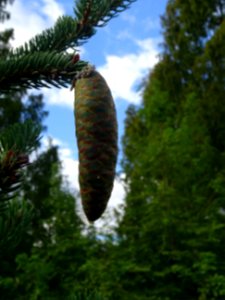 Cône femelle vert du Picea aurantiaca, Picea aurantiaca, P… 