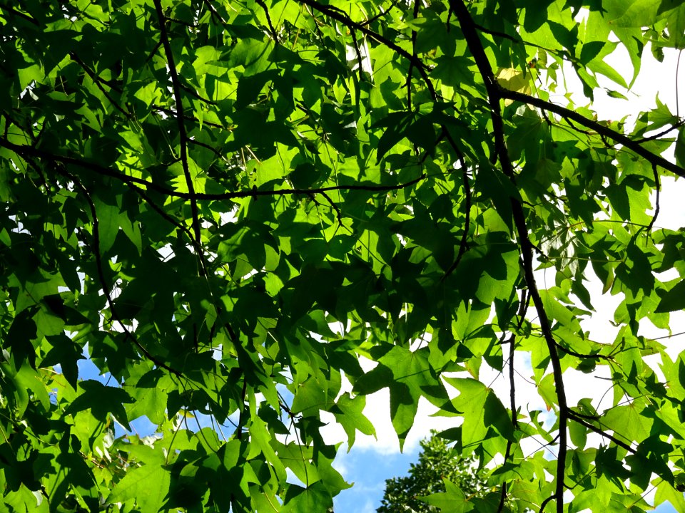 Liquidambar ou Copalme d'Amérique, Liquidambar styraciflua… 