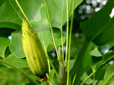 Tulipier de Virginie fastigié, Liriodendron tulipifera 'Fa… 