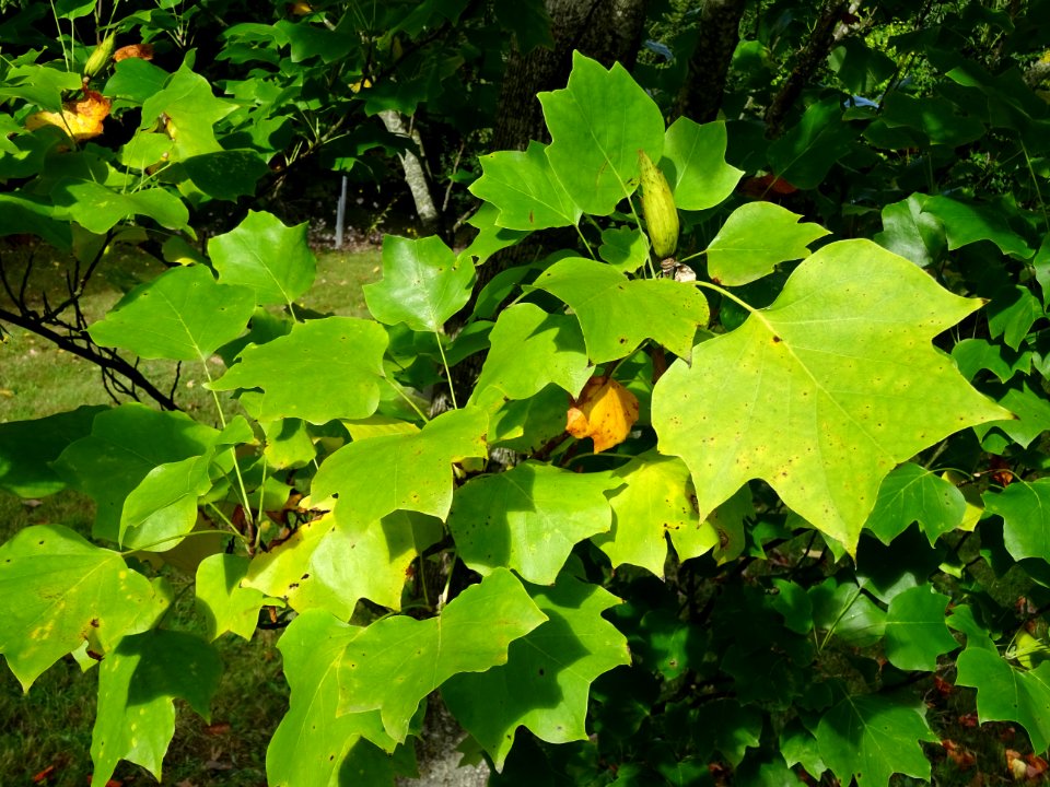 Tulipier de Virginie fastigié, Liriodendron tulipifera 'Fa… 