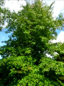 Liquidambar ou Copalme d'Amérique, Liquidambar styraciflua… 