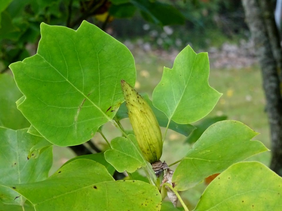 Tulipier de Virginie fastigié, Liriodendron tulipifera 'Fa… 