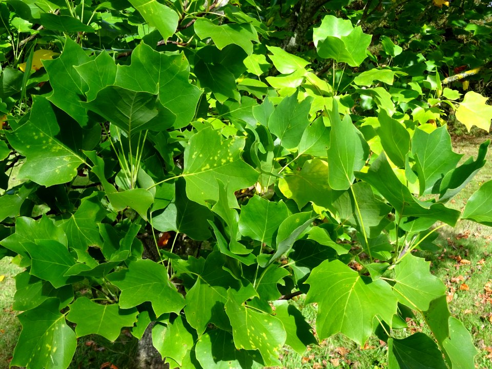 Tulipier de Virginie fastigié, Liriodendron tulipifera 'Fa… 