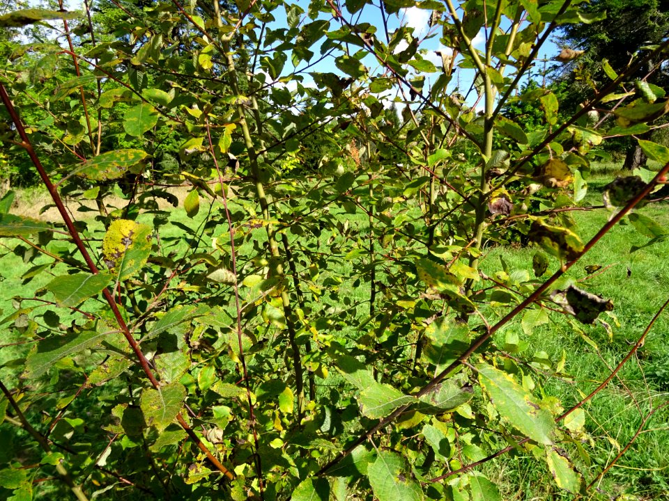 Helwingia du Japon, Helwingia japonica, Helwingiacées, Arb… 