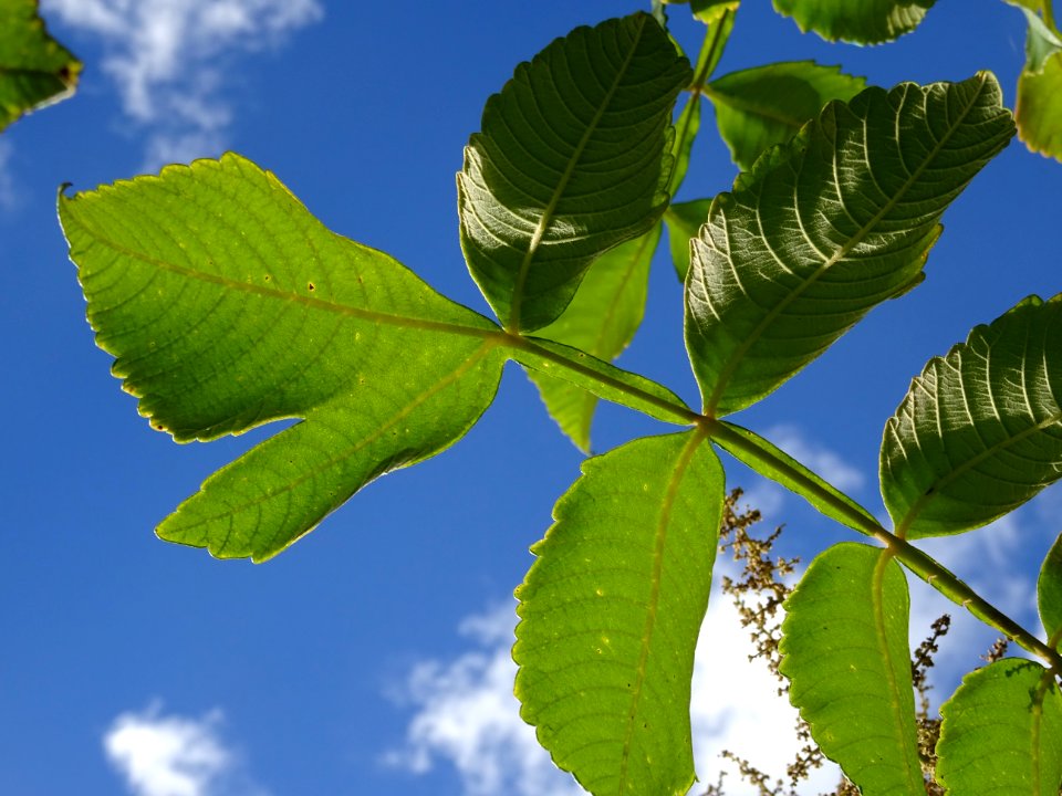 Sumac chinois, Rhus javanica var. roxburghii, Anacardiacée… 