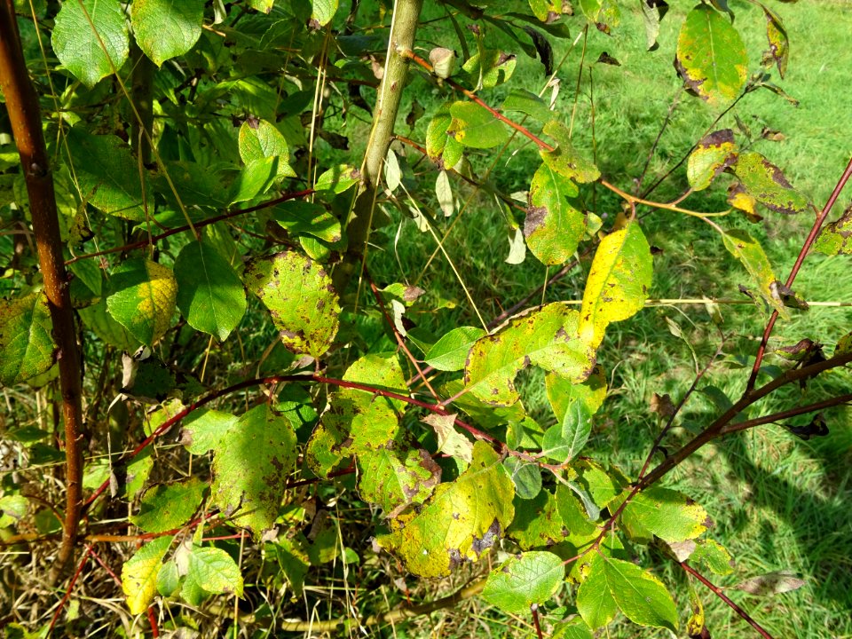 Helwingia du Japon, Helwingia japonica, Helwingiacées, Arb… 