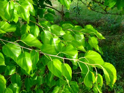 Mûrier multicaule, Morus downing ou Morus multicaulis, Mor… 