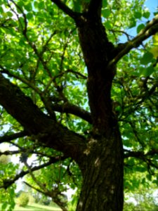 Tronc et branches du Mûrier multicaule, Morus downing ou M… 