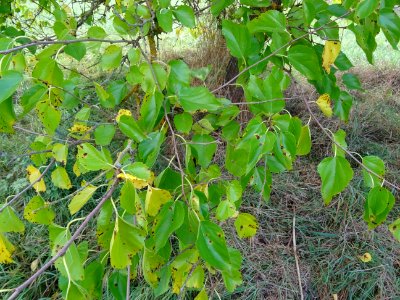 Mûrier multicaule, Morus downing ou Morus multicaulis, Mor… 