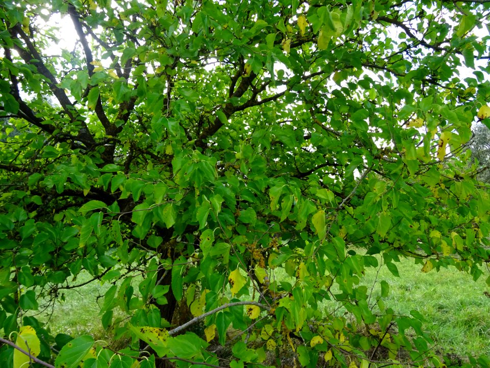 Mûrier multicaule, Morus downing ou Morus multicaulis, Mor… 