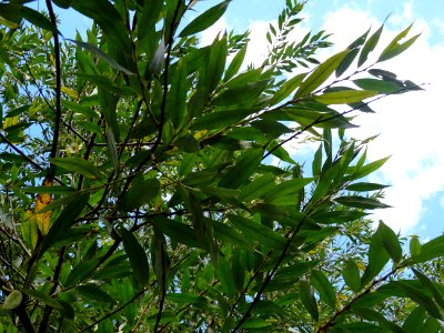Saule blanc royal, Salix alba sericea, Salicacées, Arboret… 