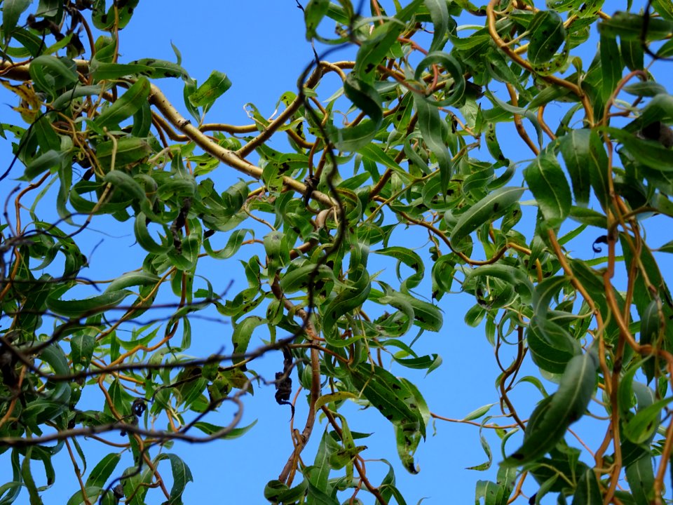 Saule tortueux à bois rouge, Salix x erythroflexuosa, Sali… 