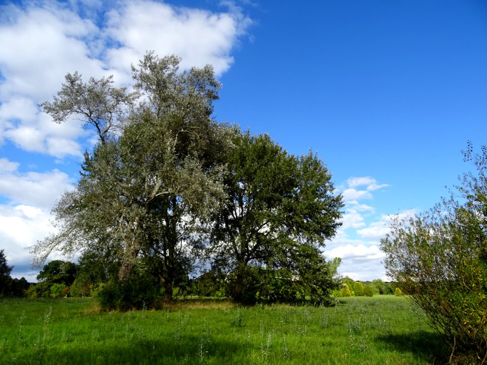 Saule tortueux à bois rouge, Salix x erythroflexuosa, Sali… 