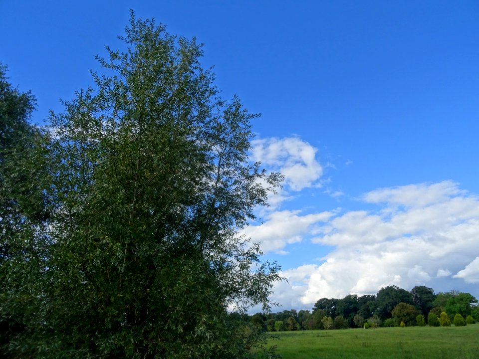 Saule blanc royal, Salix alba sericea, Salicacées, Arboret… 