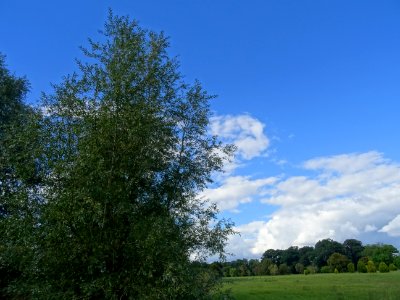 Saule blanc royal, Salix alba sericea, Salicacées, Arboret… 