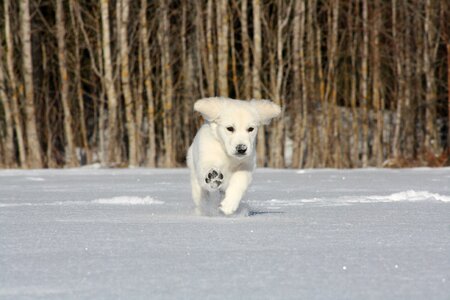 Snow play playful