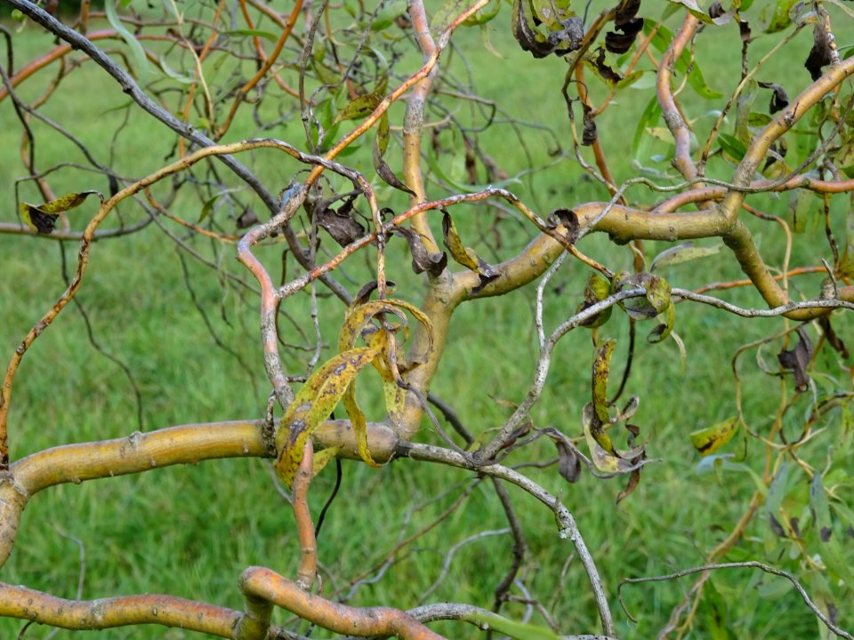 Saule tortueux à bois rouge, Salix x erythroflexuosa, Sali… 