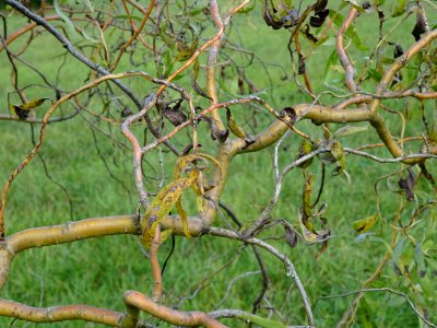 Saule tortueux à bois rouge, Salix x erythroflexuosa, Sali… 
