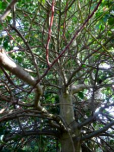 Tronc et branches du Houx, Ilex aquifolium, Aquifoliacées,… 