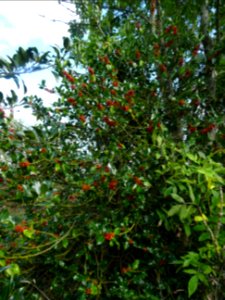 Houx, Ilex aquifolium, Aquifoliacées, Arboretum de Chèvrel… 